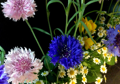 Cornflower