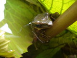 蓮の茎で雨宿りする蛙